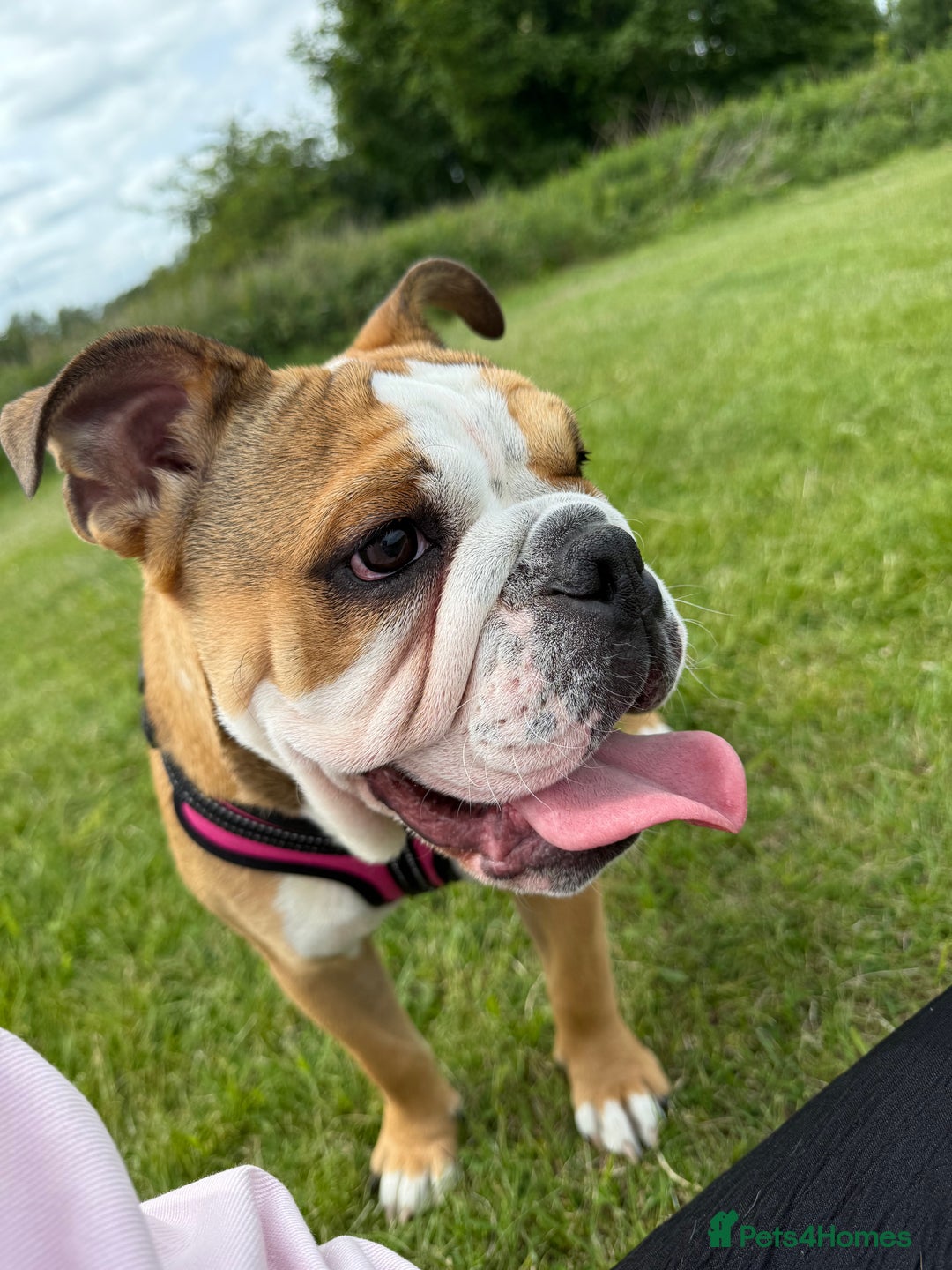English Bulldog dogs for sale: English Bulldog - Image 5