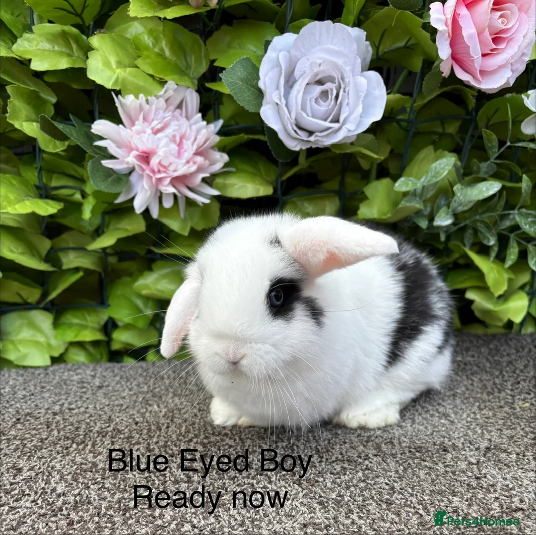 Mini Lop rabbits for sale: Adorable Mini Lop babies  - Advert 2