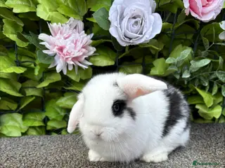 Mini Lop rabbits Adorable Mini Lop babies - Advert 10