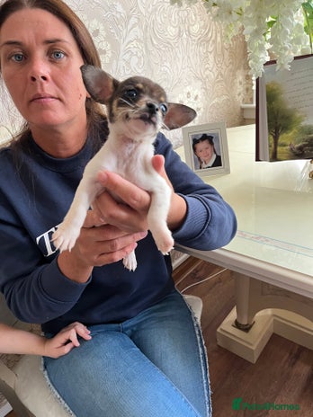 Jack Russell dogs - Advert 1