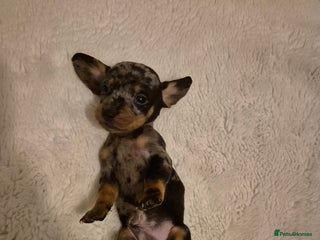 Miniature Dachshund dogs - Advert 35