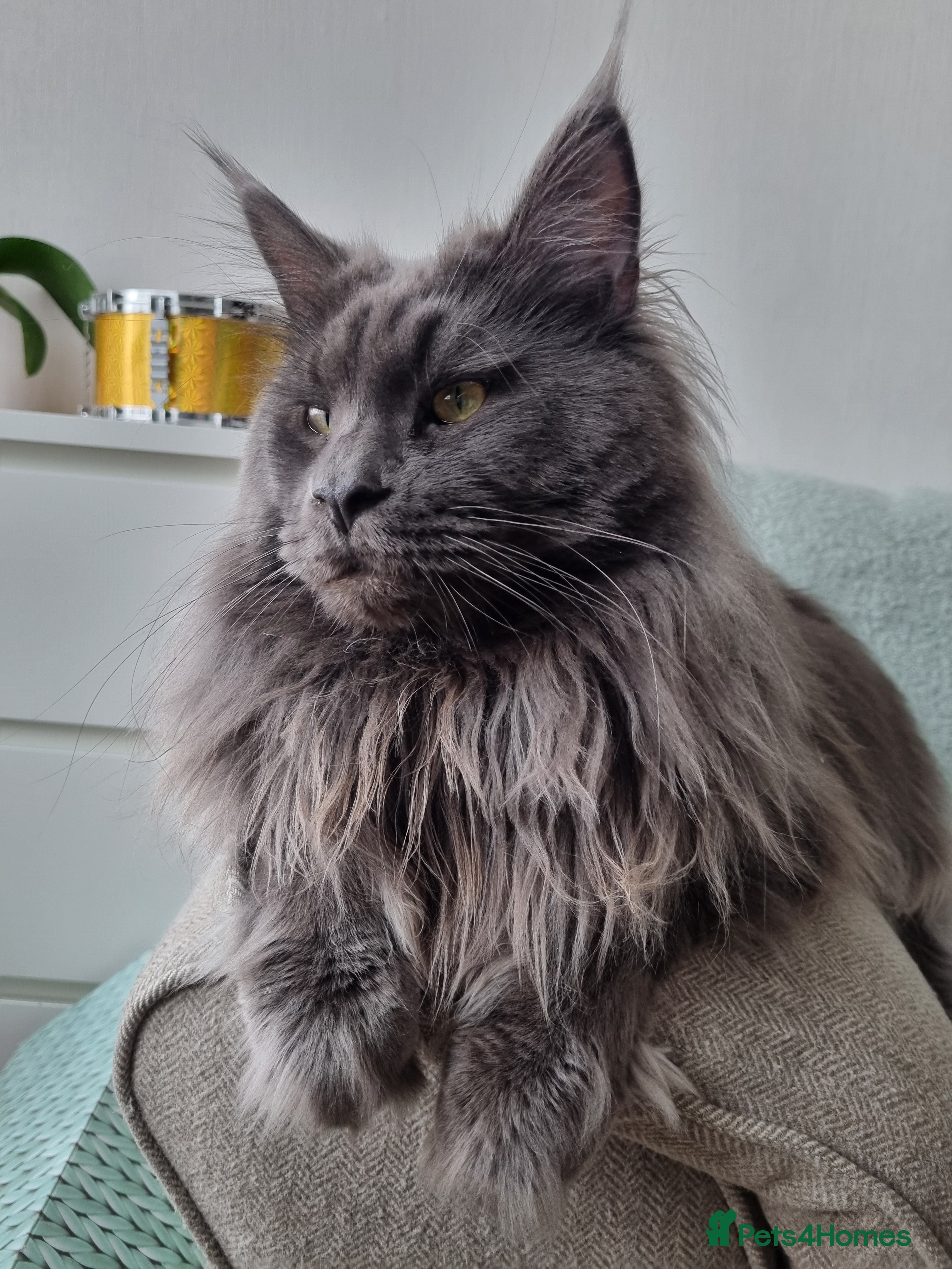 Maine Coon cats King-size Purebred solid blue Maine Coon for stud in Glasgow - Advert 7