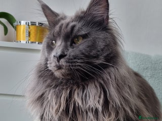 Maine Coon cats in Glasgow - Advert 2