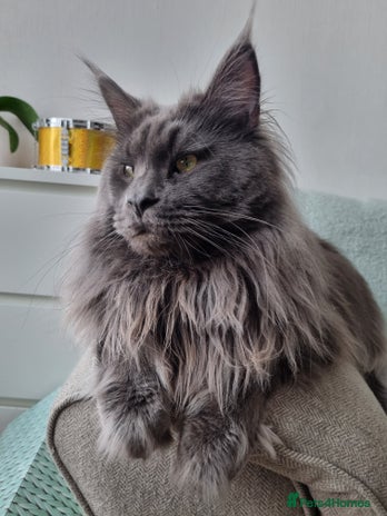 Maine Coon cats King-size Purebred solid blue Maine Coon for stud in Glasgow - Advert 1