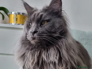 Maine Coon cats King-size Purebred solid blue Maine Coon for stud in Glasgow - Advert 1