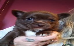 Chihuahua dogs for sale: Chihuahua boy puppy  - Advert 1