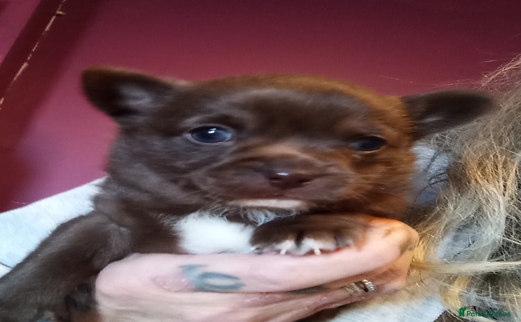 Chihuahua dogs Chihuahua boy puppy  - Advert 1