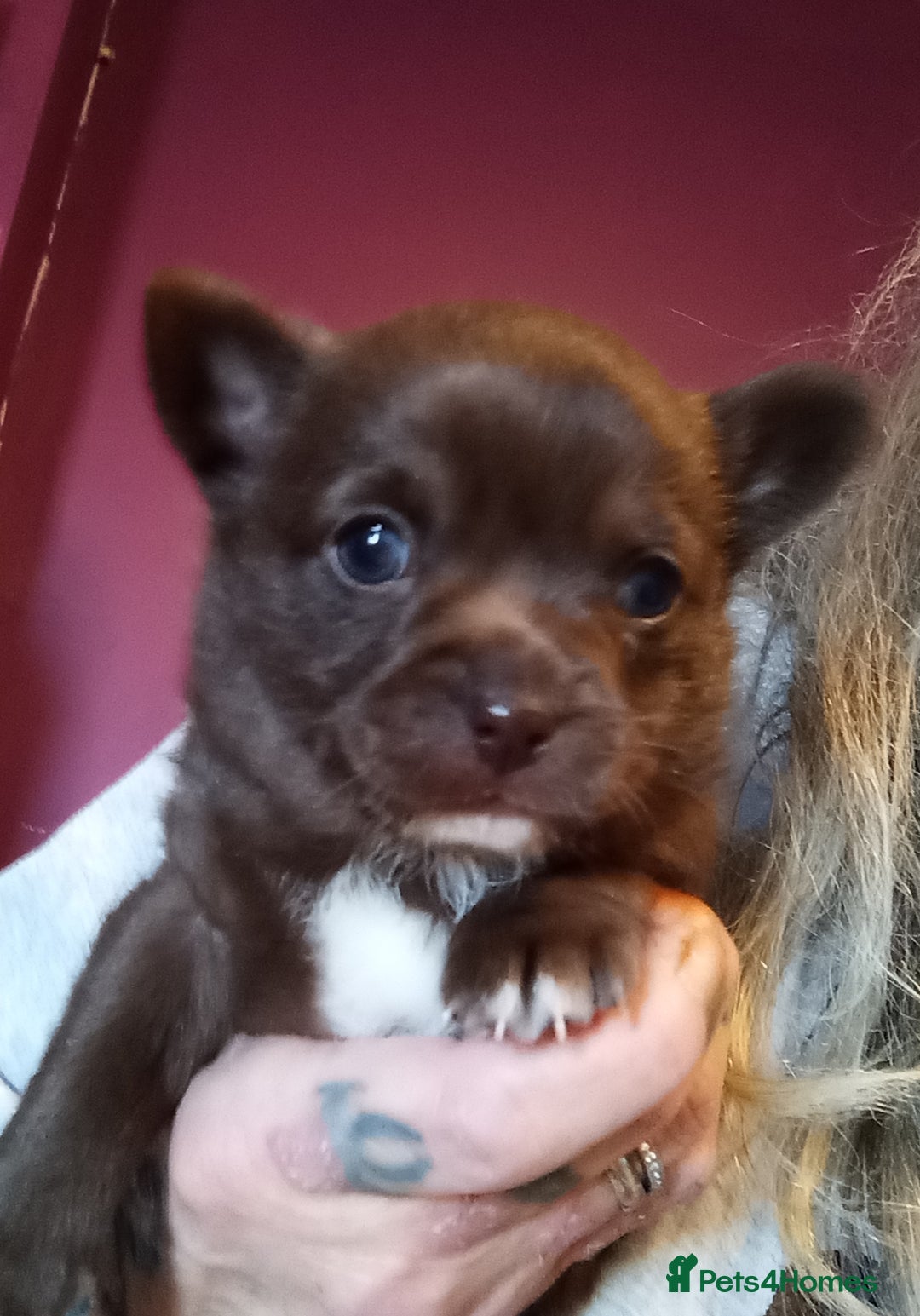 Chihuahua dogs for sale: Chihuahua boy puppy  - Advert 1