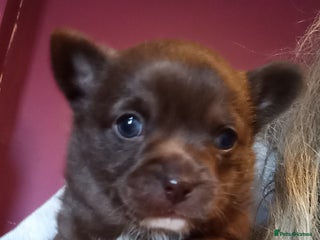 Chihuahua dogs Chihuahua boy puppy - Advert 2