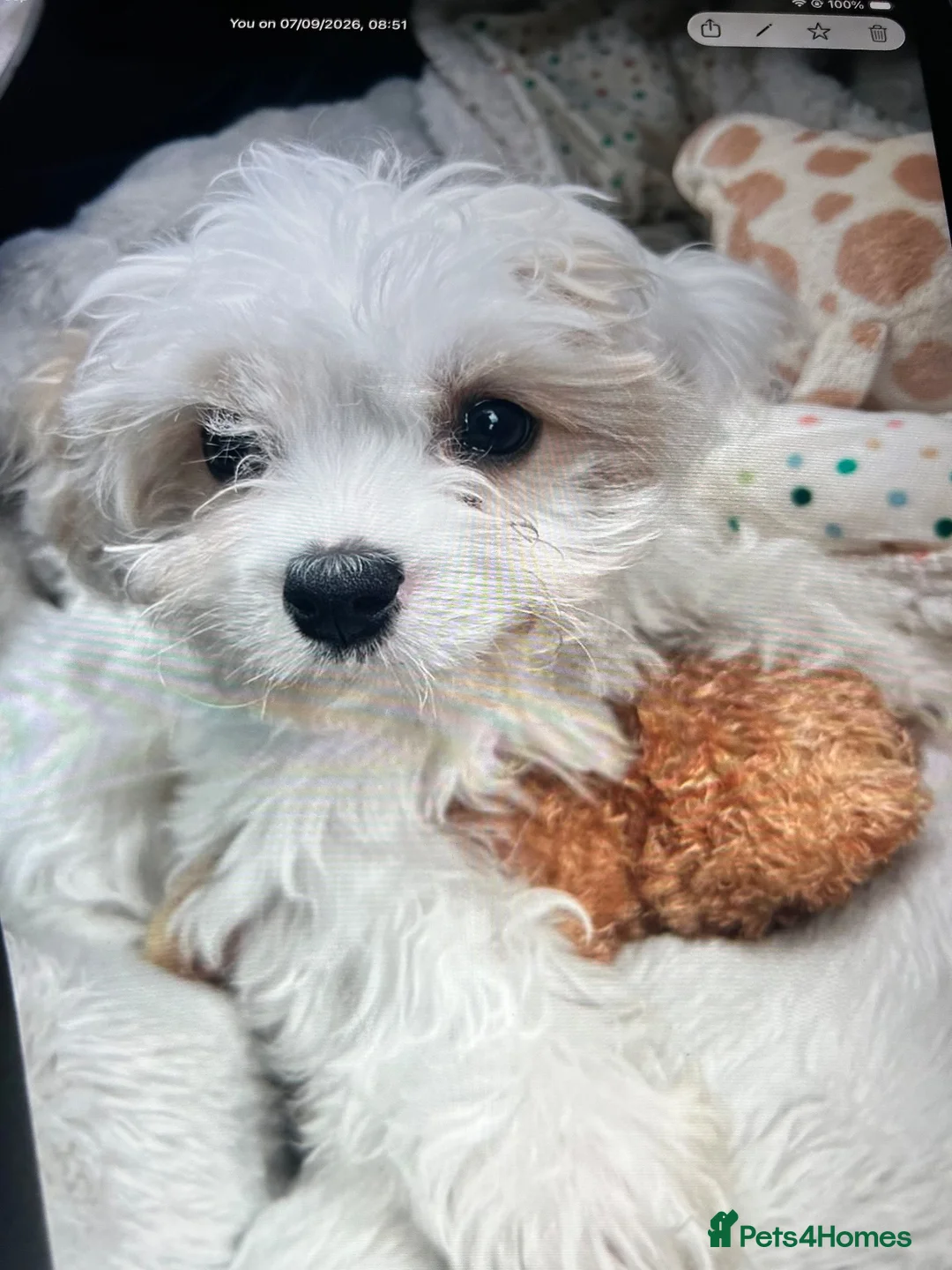 Mixed Breed dogs for sale: Cavachon puppy in North Shields - Advert 6