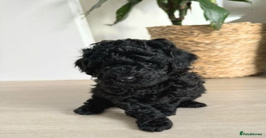 Toy Poodle dogs - Advert 10