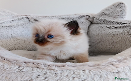 Ragdoll cats for sale: INDOOR FULL PEDIGREE RAGDOLL KITTENS - Image 15