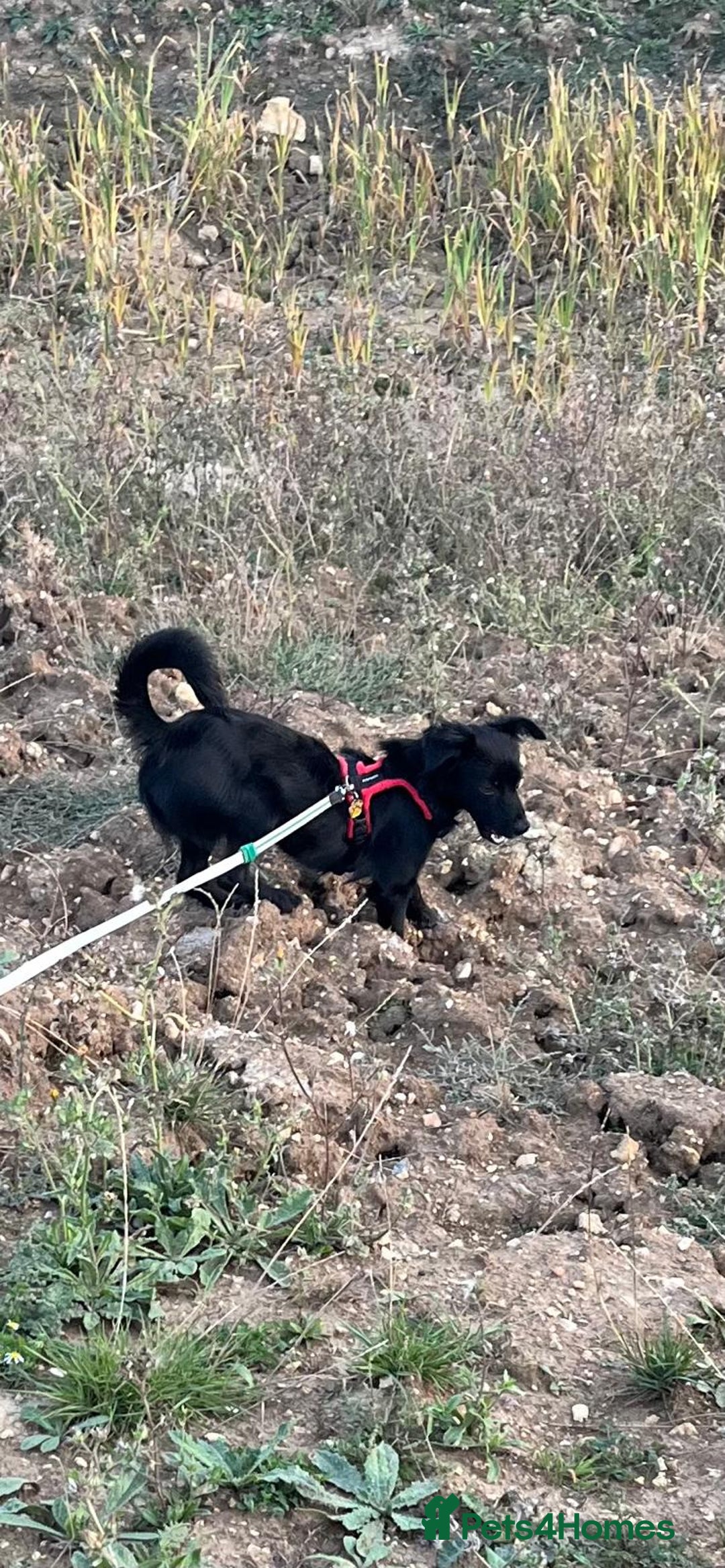 Mixed Breed dogs for adoption: This is our lovely Melanie - Image 6