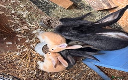 Continental Giant rabbits for sale: Pure Bred Continental Giant Rabbits  - Image 27