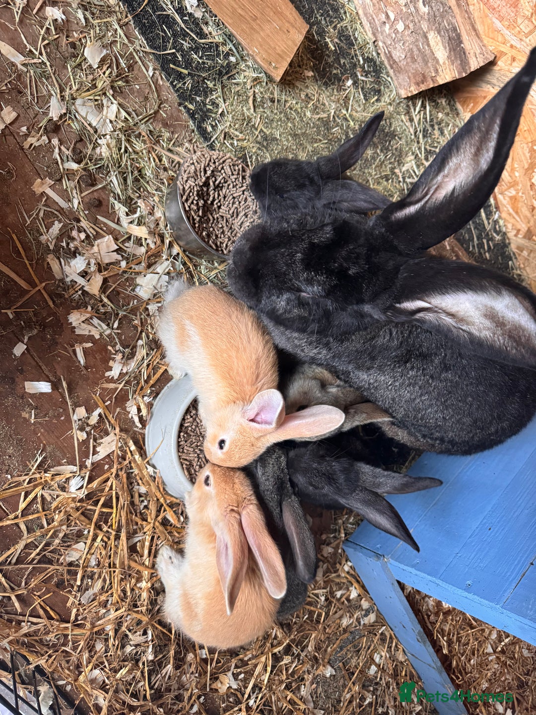 Continental Giant rabbits for sale: Pure Bred Continental Giant Rabbits  - Image 27