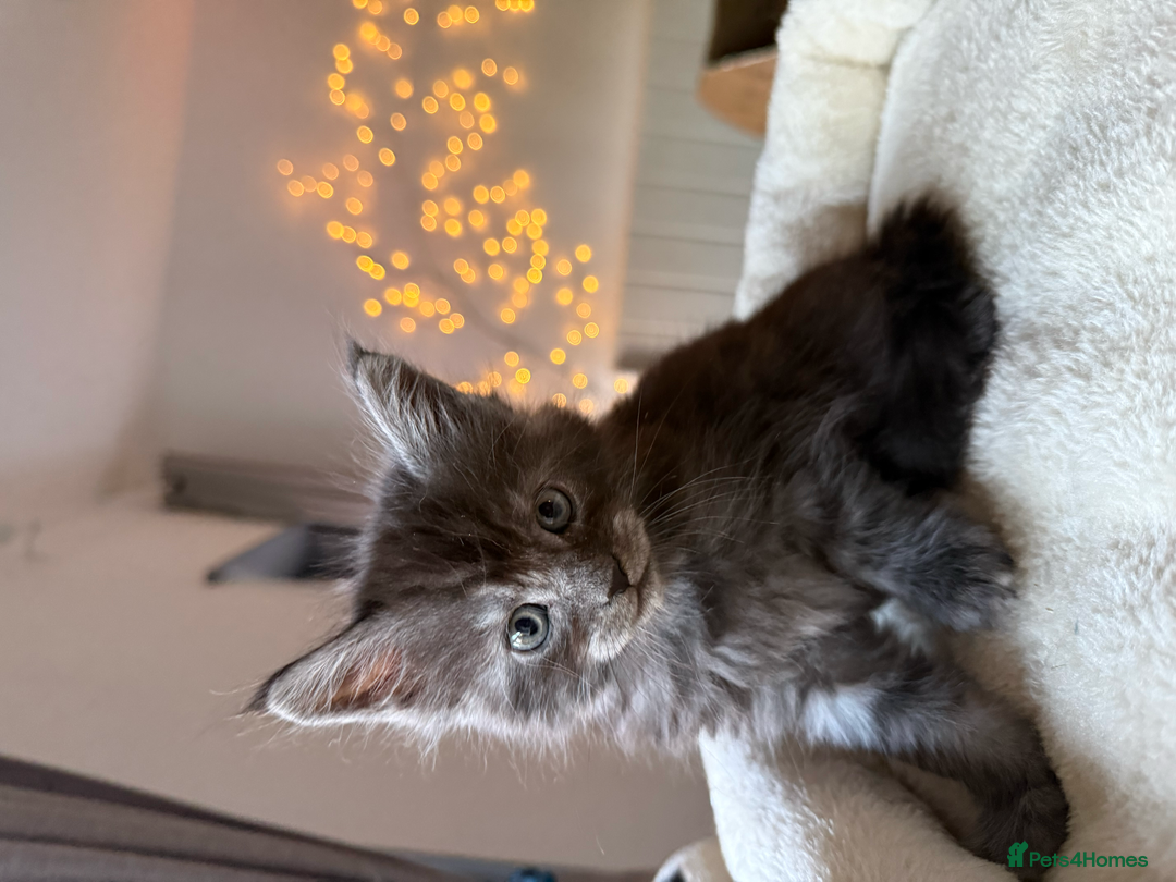 Maine Coon cats for sale: Beautiful Maine Coon Kittens – Ready mid January - Advert 21