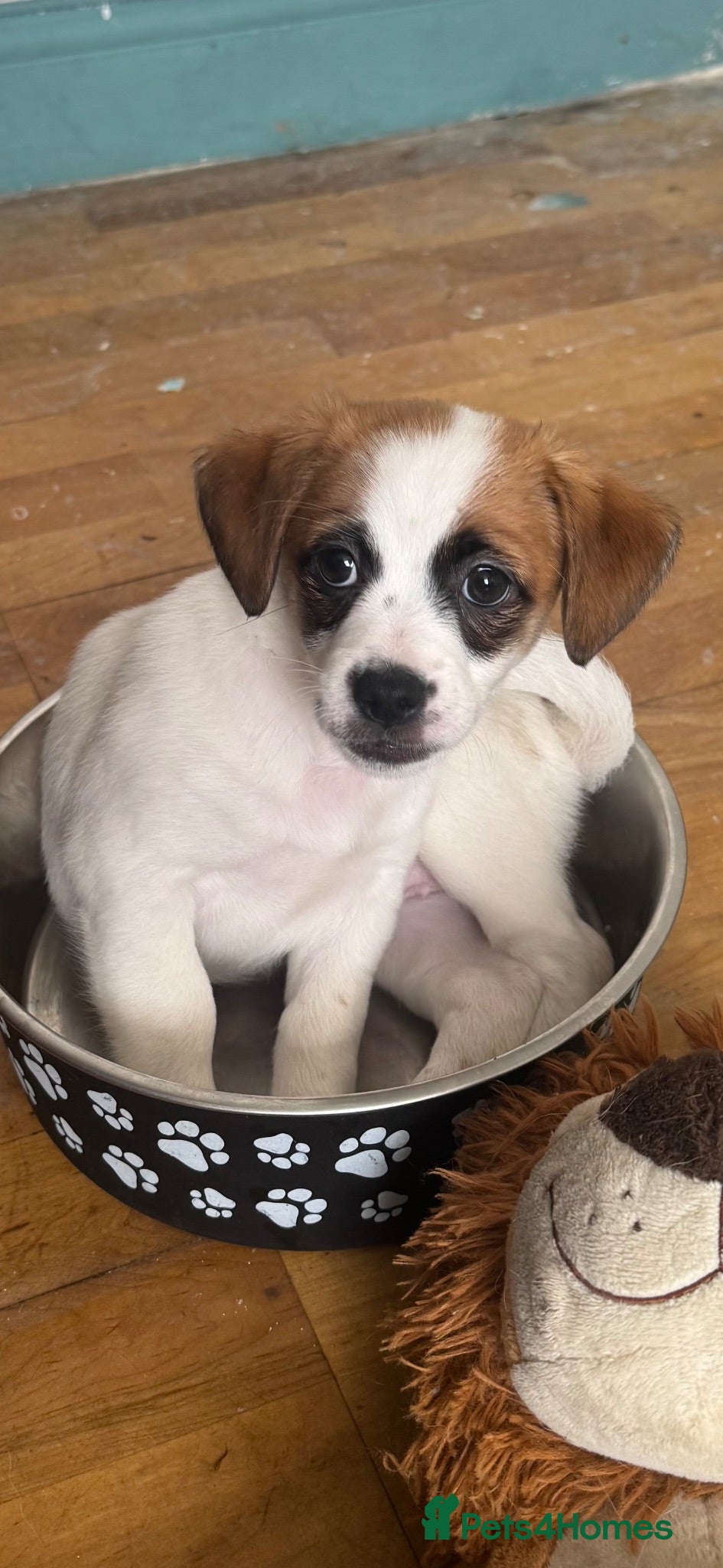 Mixed Breed dogs Reduced price , fully vaccinated pups - Advert 2