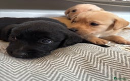 Labrador Retriever dogs for sale: 🐾 Labrador Retriever Puppies for Sale 🐾 - Image 7