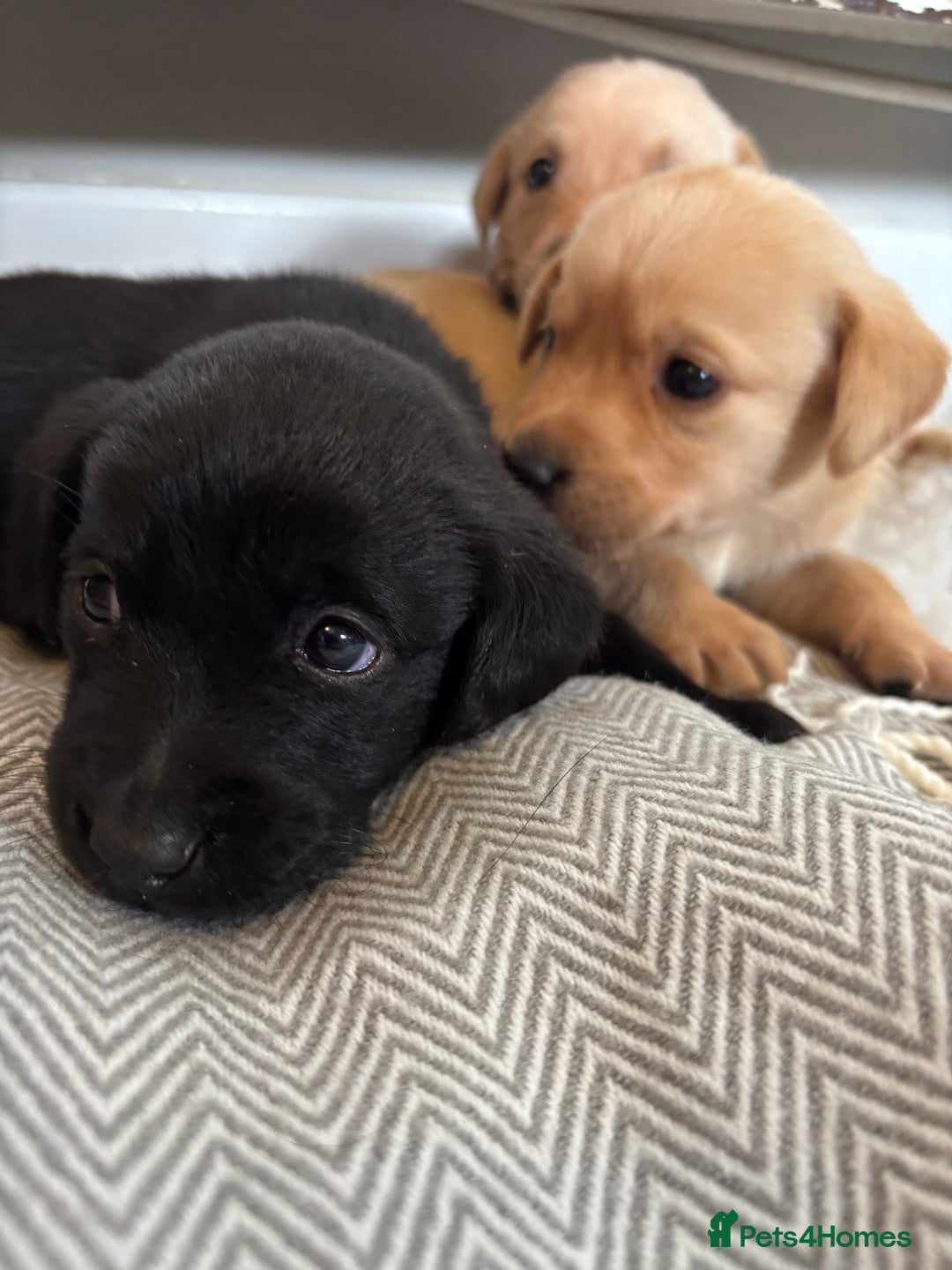 Labrador Retriever dogs for sale: 🐾 Labrador Retriever Puppies for Sale 🐾 - Image 7