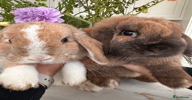 Mini Lop rabbits - Advert 7
