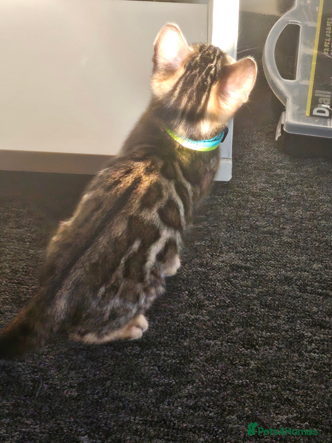 Bengal cats for sale: Active Tica Registered Bengal kittens  - Advert 16