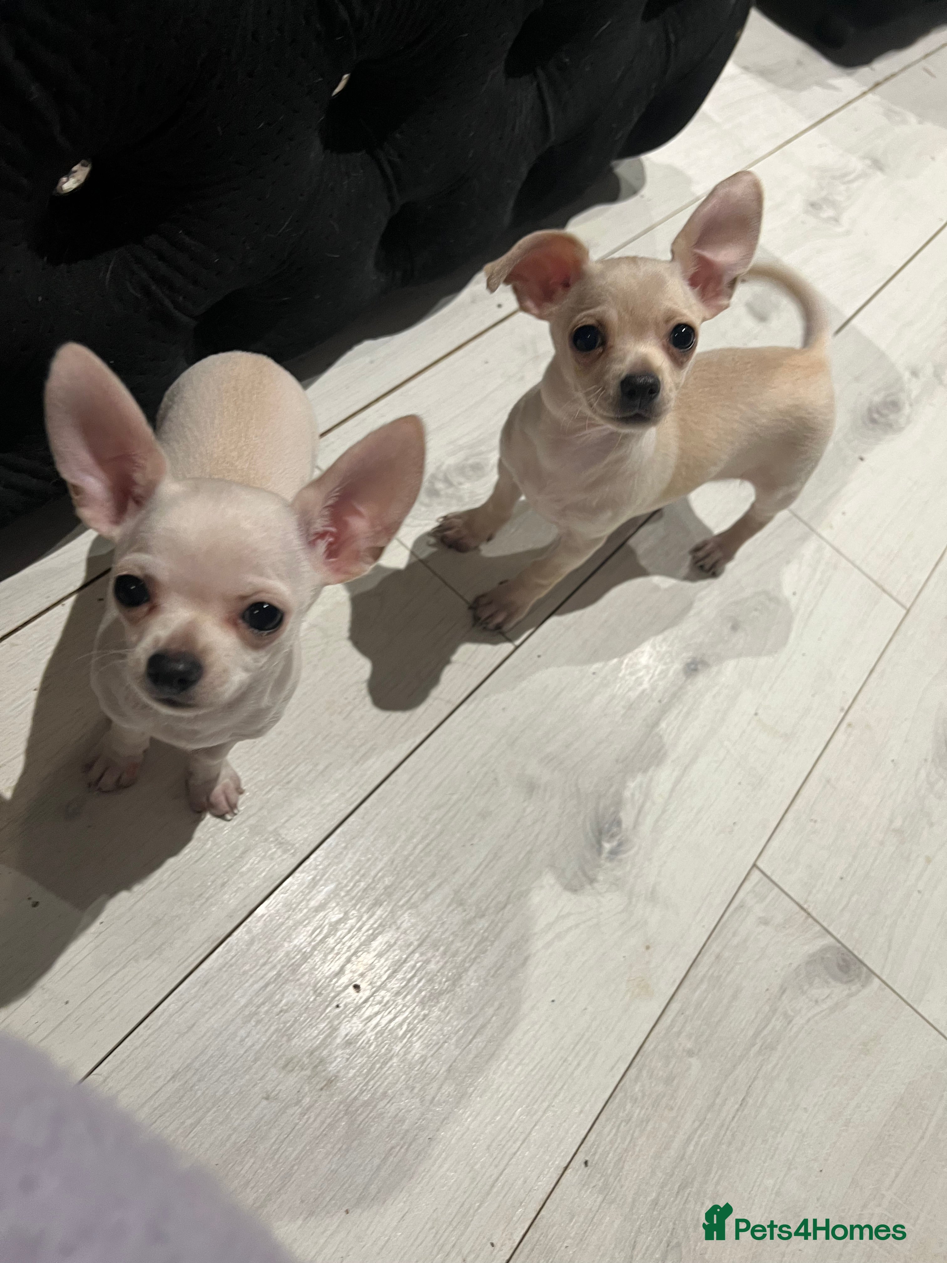 Chihuahua dogs Amazing adorable chihuahua puppies  - Advert 15