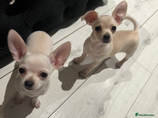 Chihuahua dogs Amazing adorable chihuahua puppies - Advert 15