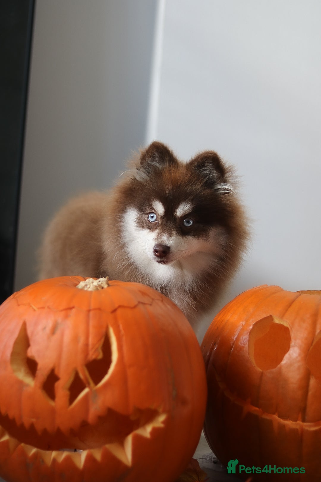 Pomsky dogs for sale: Red pomsky female  - Advert 5