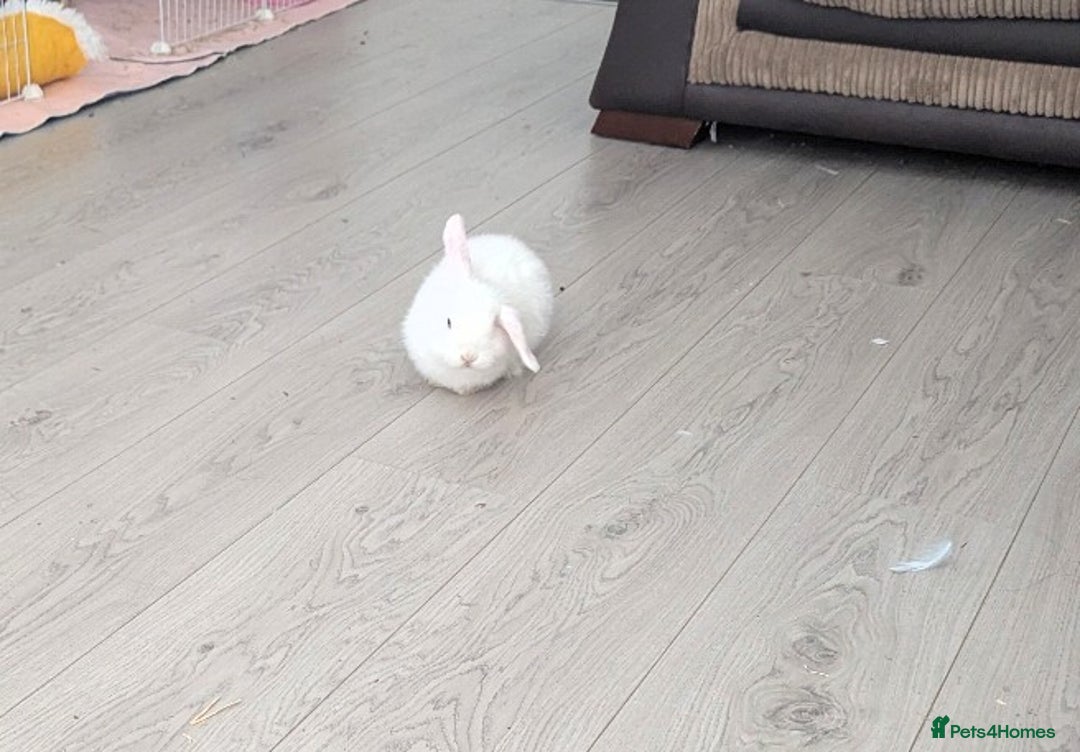 English Lop rabbits for sale: Beautiful blue eyed boy - Image 2