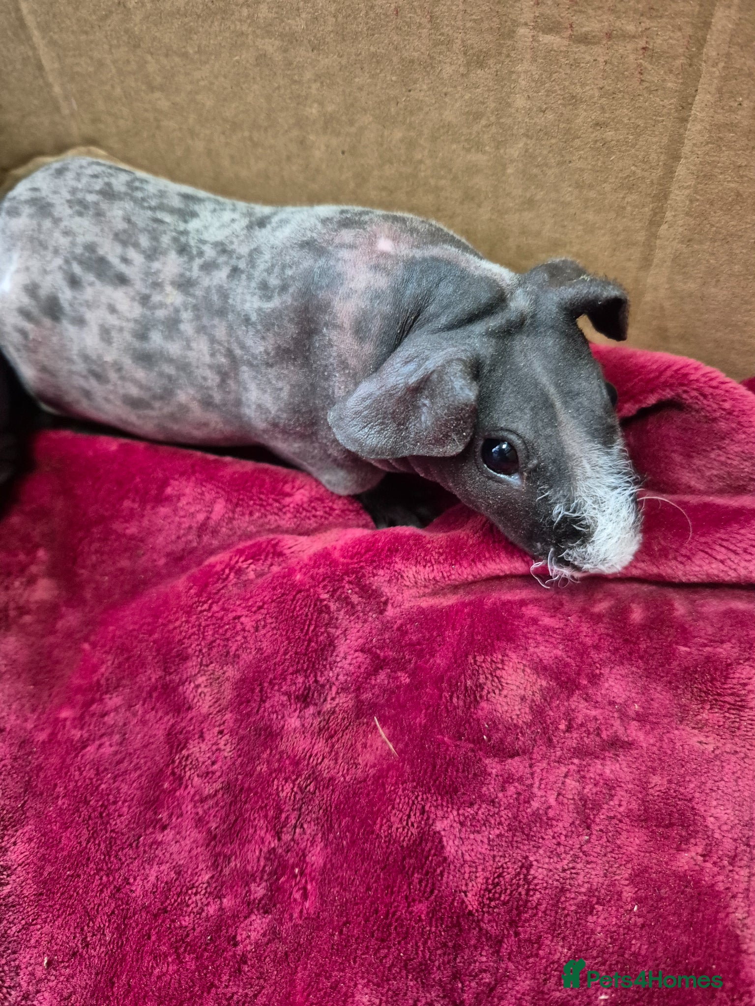 Guinea Pig rodents for sale: Pair of Baby Female Skinny Pigs For Sale  - Advert 4