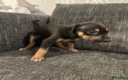 Mixed Breed dogs for sale: Bull X Lurchers - Working Lines - Image 8