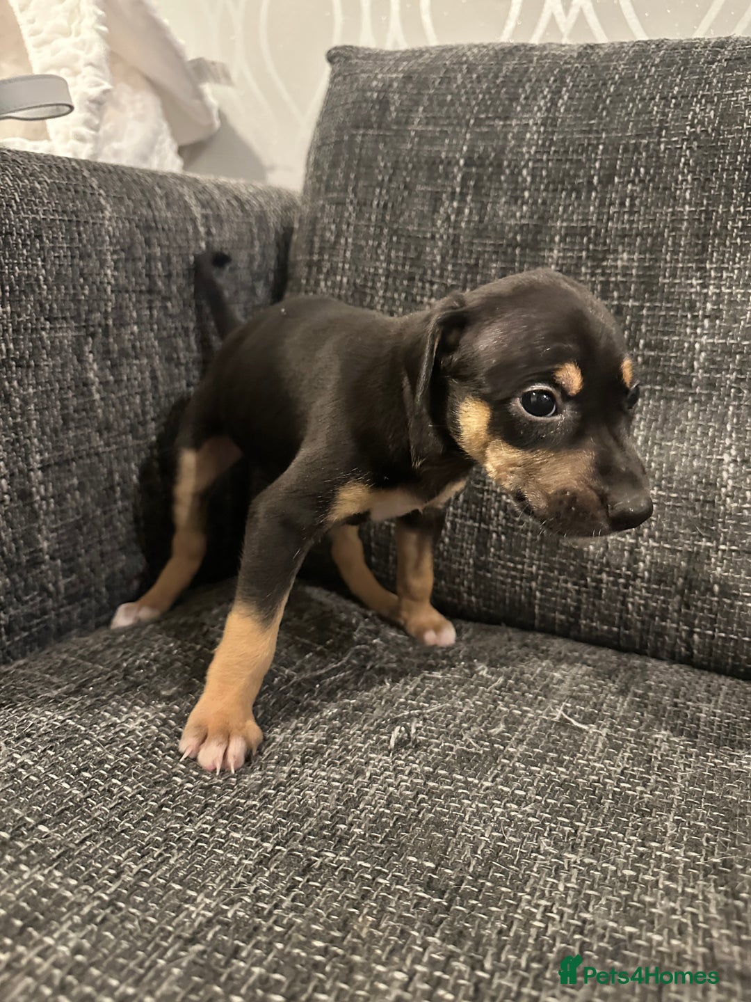 Mixed Breed dogs for sale: Bull X Lurchers - Working Lines - Image 8