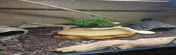 Python Snake reptiles for sale: Royal python  in Tamworth - Advert 2