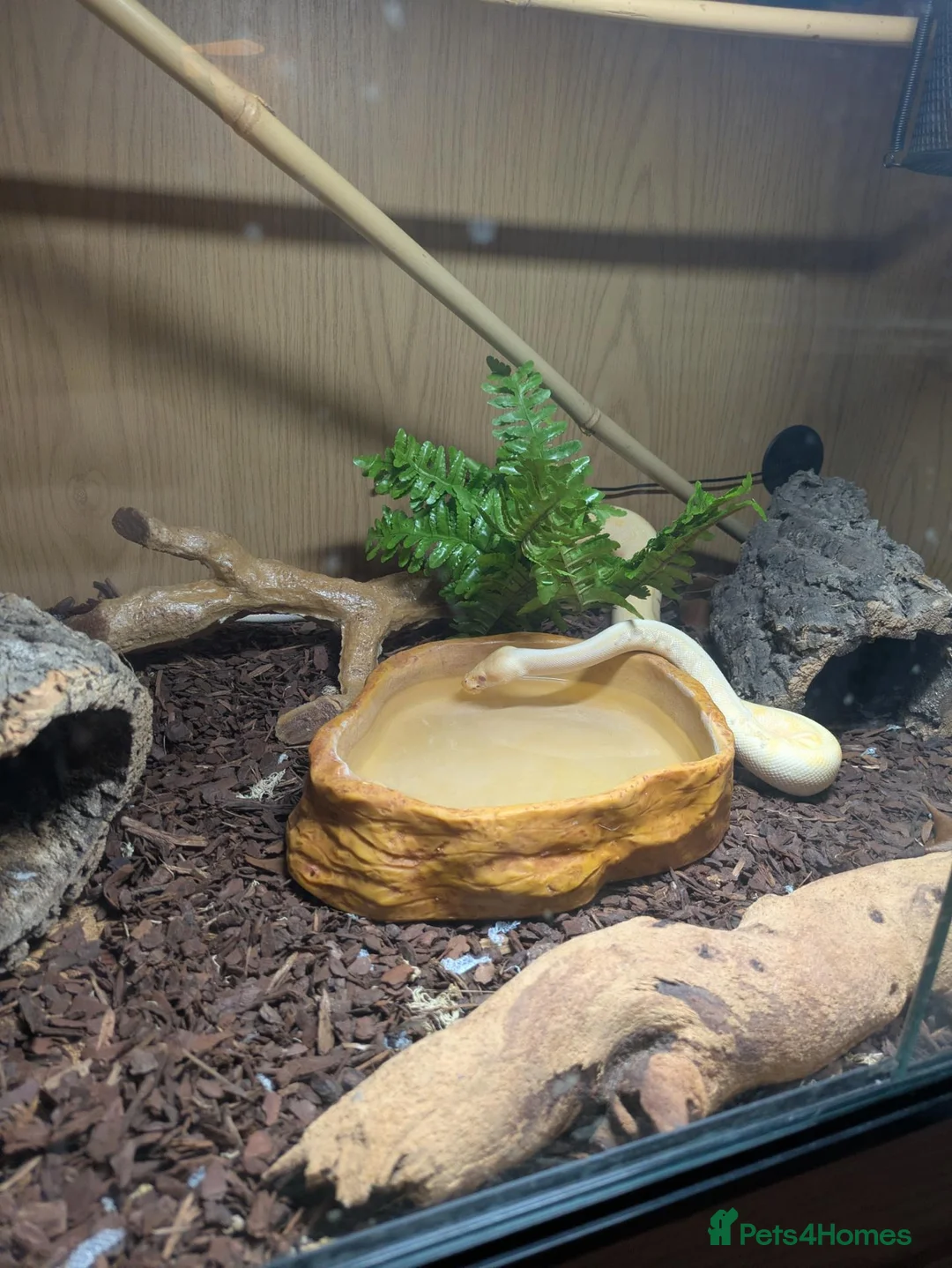Python Snake reptiles for sale: Royal python  in Tamworth - Advert 2