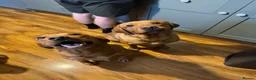 Labrador Retriever dogs for sale: Fox Red Labrador - Advert 3