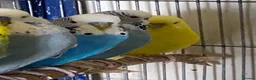 Budgerigars birds for sale: 5 Budgies for sale  - Advert 8