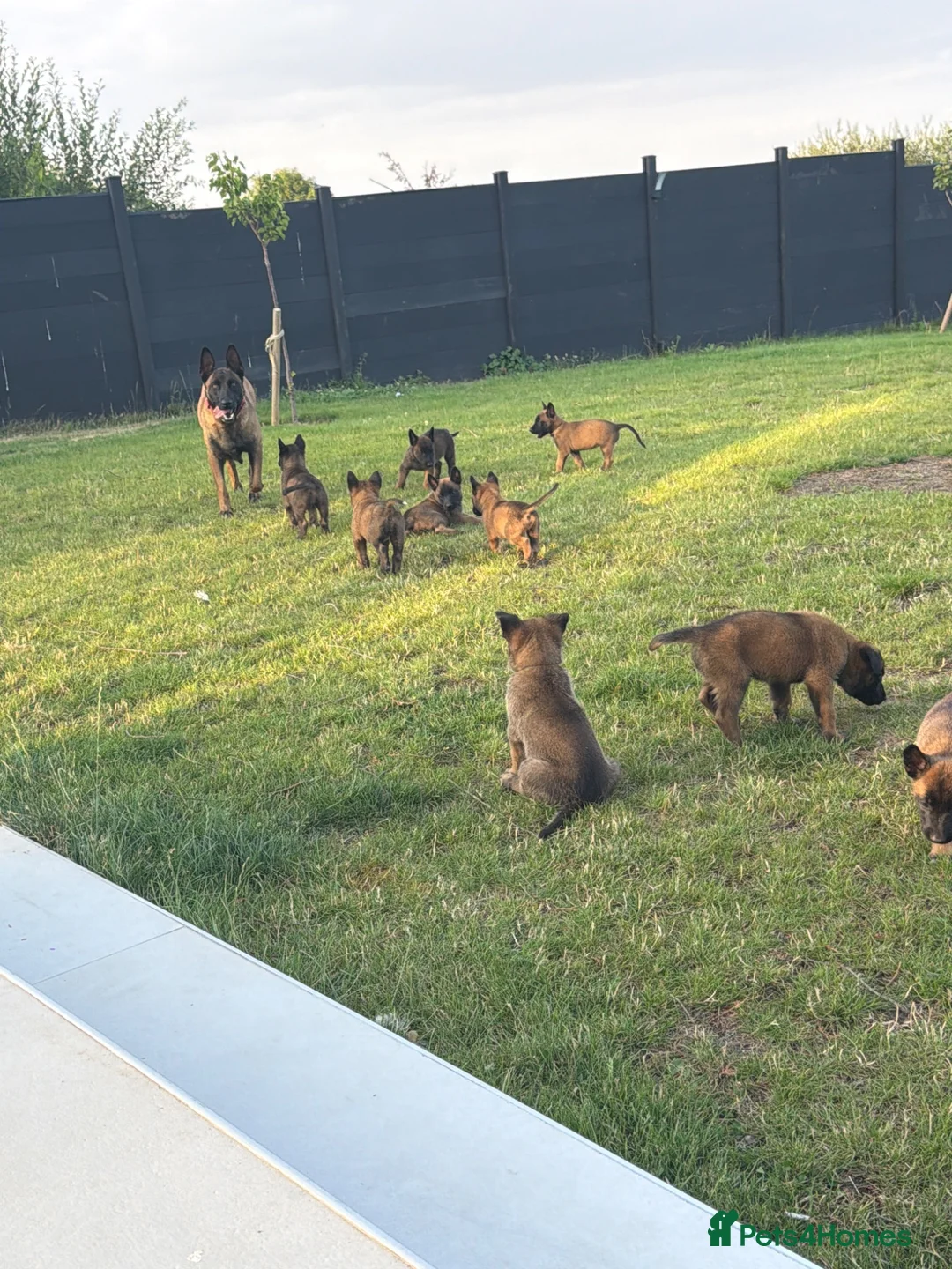 Belgian Shepherd Dog dogs for sale: Belgian shepards manolis  - Advert 20