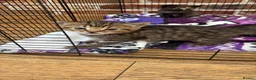 British Shorthair cats for sale: 2 tabby females - Advert 2