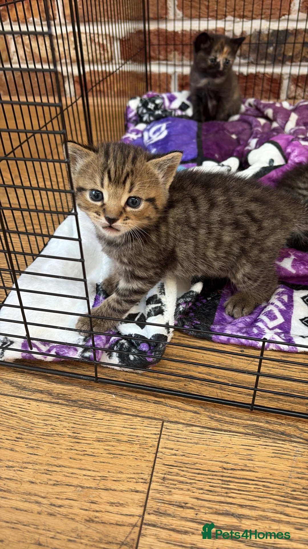 British Shorthair cats for sale: 2 tabby females - Advert 2