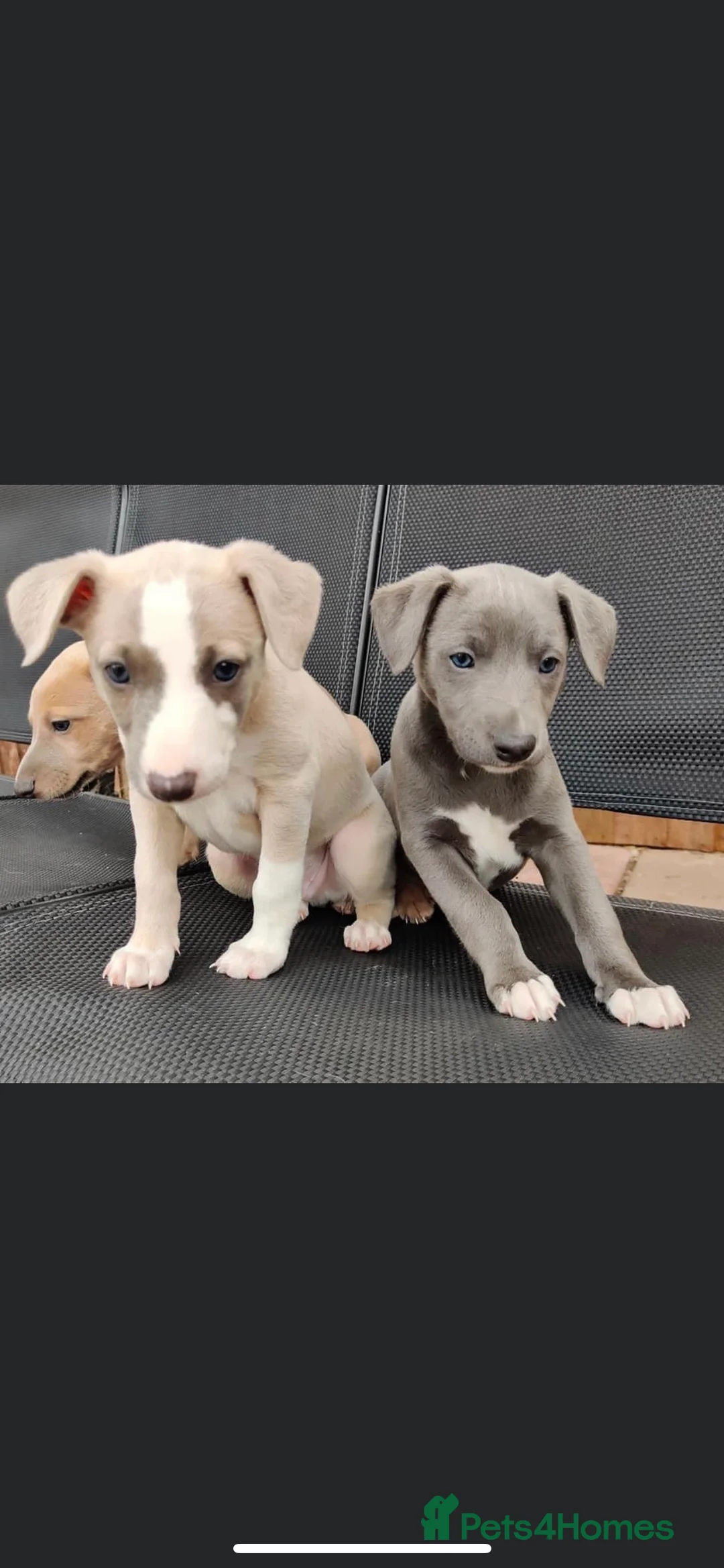 Whippet dogs for stud: Whippet stud dog in Somerton - Advert 10