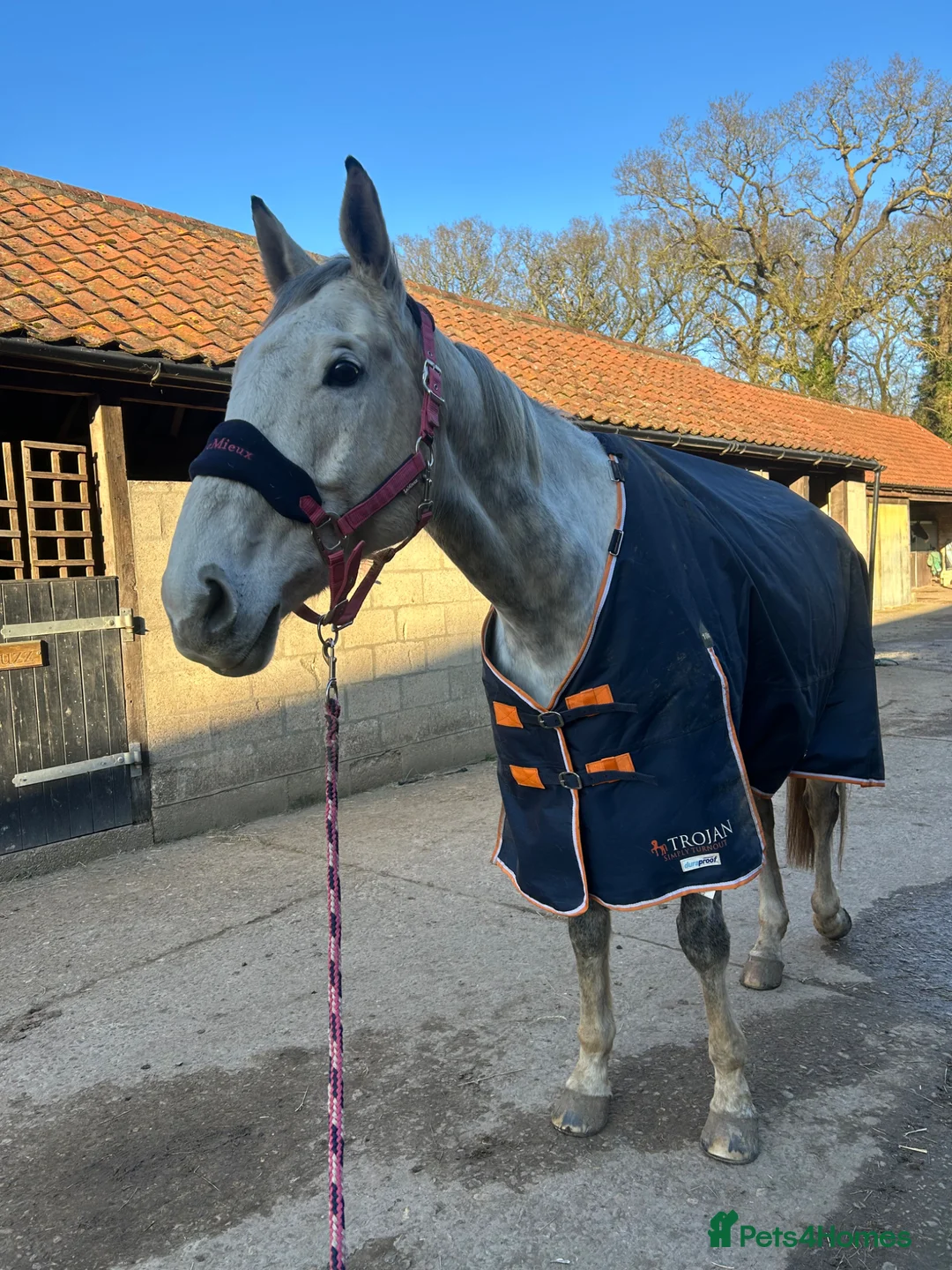 Irish Thoroughbred horses for sale: Dapple grey 16.1 French tb 10yo  in Cromer - Advert 2