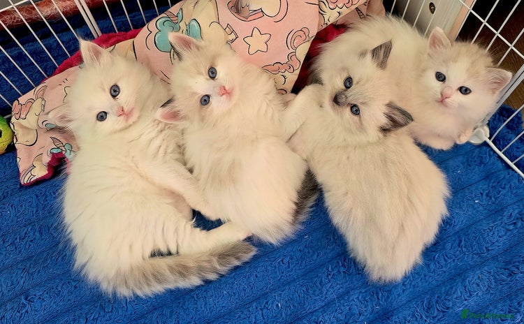 Ragdoll cats - Advert 10
