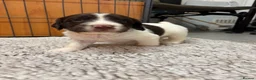English Springer Spaniel dogs for sale: Beautiful English springer Spaniels  - Advert 15