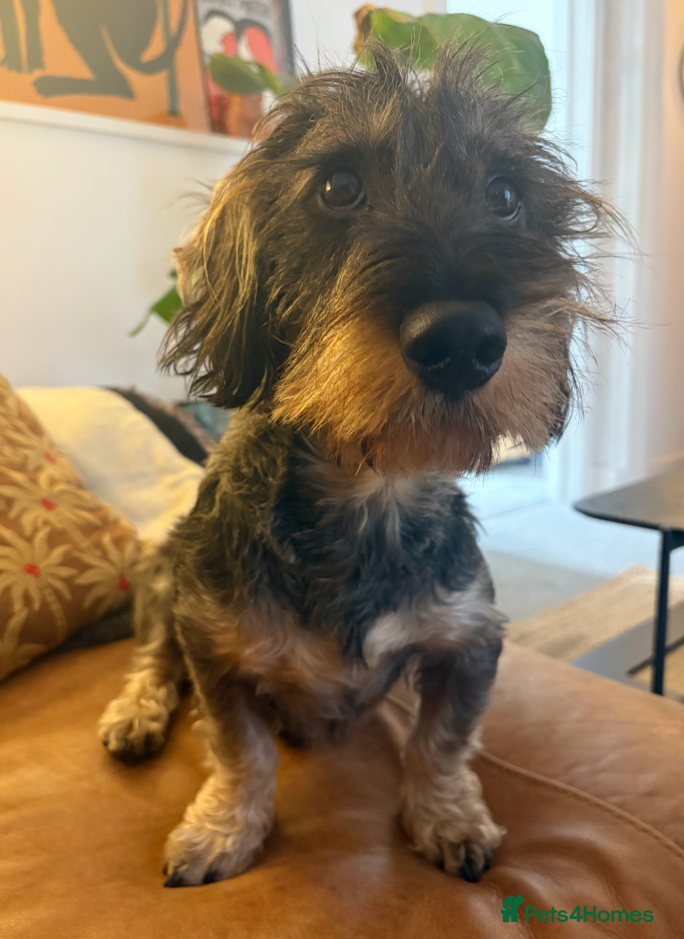 Dachshund dogs Standard Wirehaired Dachshund - Advert 1