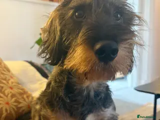 Dachshund dogs Standard Wirehaired Dachshund - Advert 1