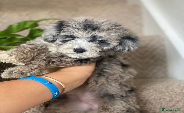 Maltipoo dogs - Advert 6