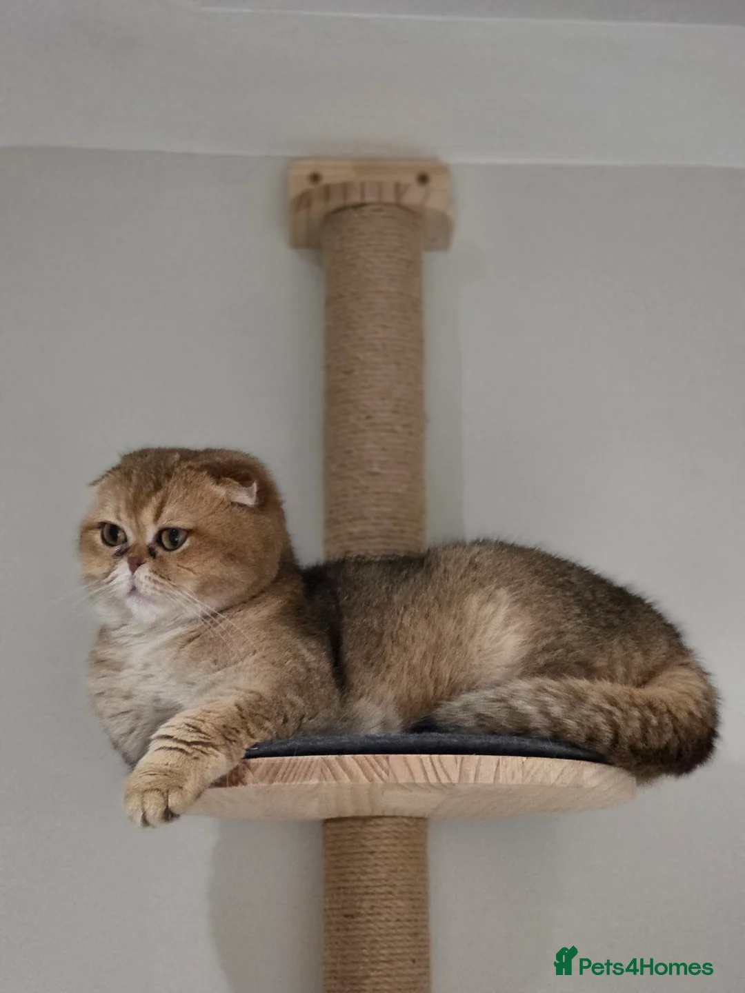 Scottish Fold cats for sale: TICA Registered Retired Queen - Advert 2