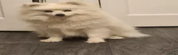 Pomeranian dogs for sale: Pomerania  Female for sale 800 pounds in Wolverhampton - Advert 5