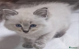 Ragdoll cats for sale: Gorgeous gccf reg Ragdoll kittens  - Image 6