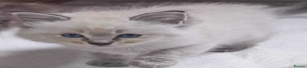 Ragdoll Kitten 3